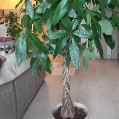 観葉植物パキラ145cm