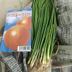 玉ねぎ苗60本　　晩生