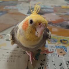 鳥好きな方お友達になりませんか？