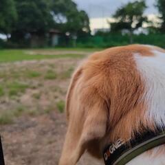 犬友達募集します🐶