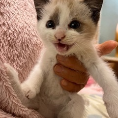 5兄妹のうちの男の子里親様決定！