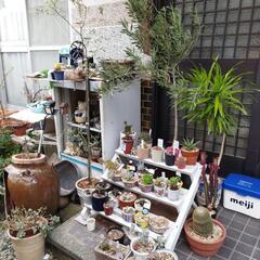 植物の世話　出来なく成り卒業致します。