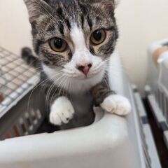 姉妹一緒にずっとの家族に出会いました💕 - 猫