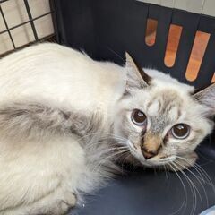 姉妹一緒にずっとの家族に出会いました💕 - 里親募集
