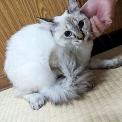 姉妹一緒にずっとの家族に出会いました💕 − 沖縄県