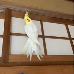 オカメインコ探してます