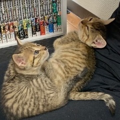 人懐っこくて甘えん坊の猫ちゃん
