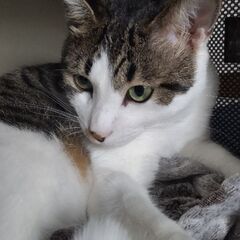 おっとりキジ白くん