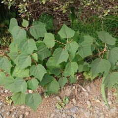 今年芽吹いたプラタナスの小木を¥0で差し上げます。