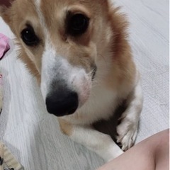 決まりました！ ウェルシュ・コーギー ペンブローク