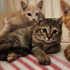 チャイラテちゃん☆　譲渡会に出ます♪ - 里親募集