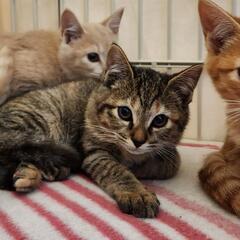 チャイラテちゃん☆　譲渡会に出ます♪ − 大阪府