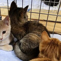 チャイラテちゃん☆　譲渡会に出ます♪ - 猫