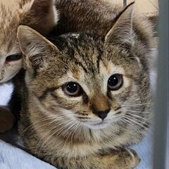 チャイラテちゃん☆　譲渡会に出ます♪の画像