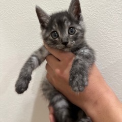 【譲渡予定あり】グレー　子猫　メス