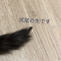 【譲渡予定あり】グレー　子猫　メス - 里親募集