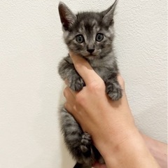 【譲渡予定あり】グレー　子猫　メス − 愛知県
