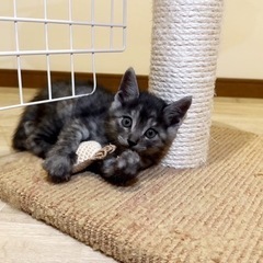 【譲渡予定あり】グレー　子猫　メス - 名古屋市