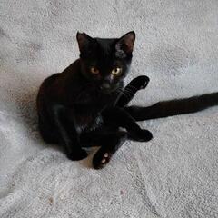 猫 捕獲器 迷子猫 野良猫 保護猫 貸出 レンタル - 能美郡