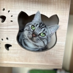 里親募集🐱アメショ男の子推定5歳
