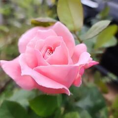 ピンクの薔薇 2