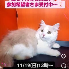 ねこちゃん達のお見合い(⋈◍＞◡＜◍)。✧♡ (譲渡会・里親会）第6回