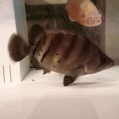 《最終値下げ！》ダトニオ プラスワン28cm～30cm‼️の画像