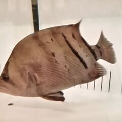 《最終値下げ！》ダトニオ プラスワン28cm～30cm‼️の画像