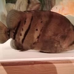 《最終値下げ！》ダトニオ プラスワン28cm～30cm‼️の画像