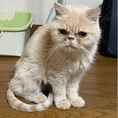 【一旦中止】　エキゾチックの女の子　コナちゃん