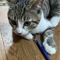 トライアル決定　2.5ヶ月位キジ白の男前男の子
