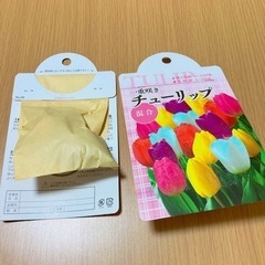 チューリップの球根4個セット
