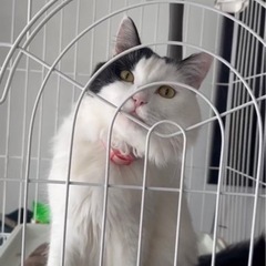 飼い主死亡の為、人慣れしている5歳のオス猫の里親様を募集いたします