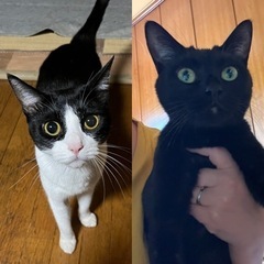 【里親さん決まりました】ハチワレ・黒猫メス2匹(姉妹)