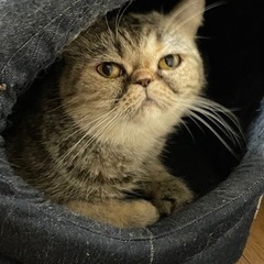 交渉中　エキゾチック甘えん坊女の子のパンちゃん