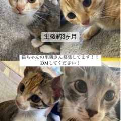 引き取りに来てくれる方いませんか？？