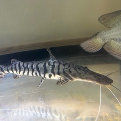 タイガーシャベルノーズキャット　約25cm前後