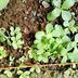 ランキングキーワードに紐づく投稿画像-多肉植物