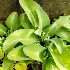 🌱子宝草 苗 500円~ ガーデニング 多肉植物 交換可能の画像