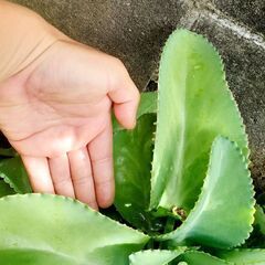 🌱子宝草 苗 500円~ ガーデニング 多肉植物 交換可能の画像