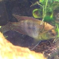 熱帯魚☆エジプシャンマウスブルーダー♂都内引取希望