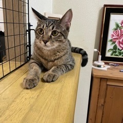 ベンガルのような　ちょっとあかんたれキジトラ男子