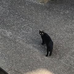 地域によって猫ボランティア