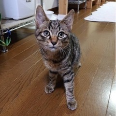 しおんくん☆子猫里親さま募集