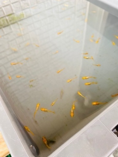 メダカ　黄金べっ甲　幼魚　若魚