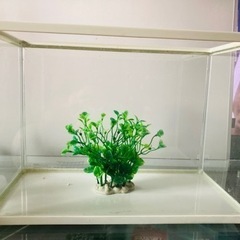 使用済みの小さな水槽を500円でお譲りします。の画像