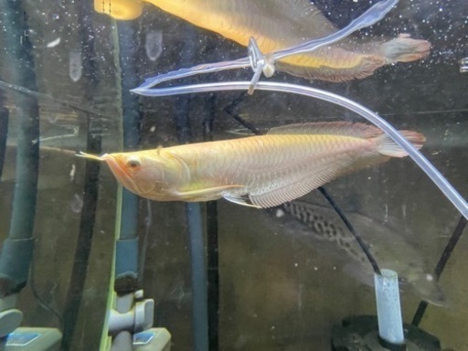 アルビノシルバーアロワナ　約25cm