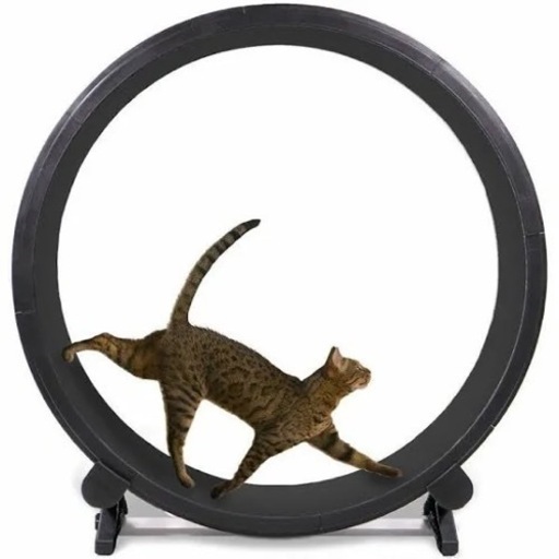 猫　エクササイズホイール
