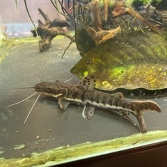 タイガーシャベルノーズ　約15cm