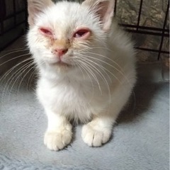 今人気の笹かま猫？風邪が治れば美猫予感